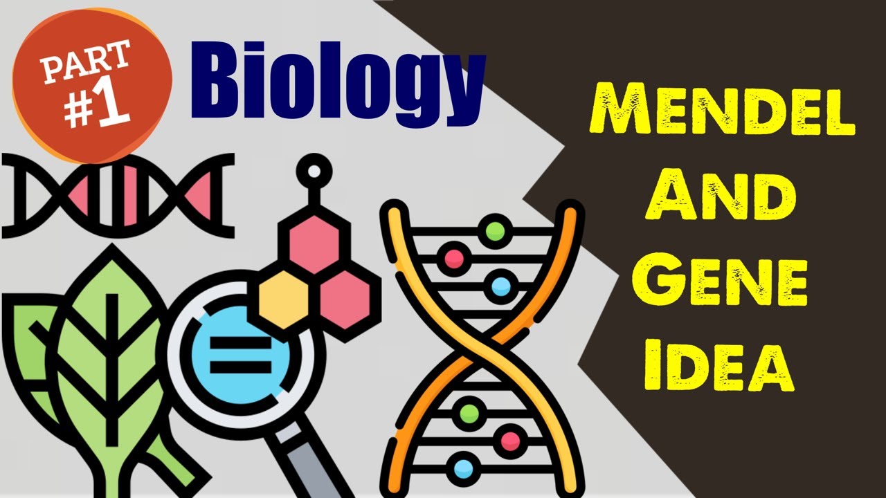 Biology Chapter 14: Mendel And The Gene Idea (1/2) - YouTube