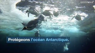 Créons une réserve marine en Antarctique