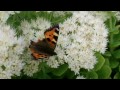 spectacular butterfly display on sedum ice spectabile