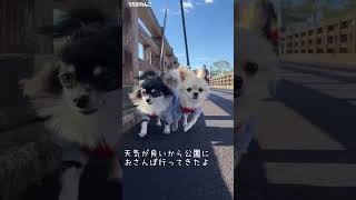 天気が良いから公園を散歩するチワワ【うちのわんこ】　#チワワ  #犬  #Chihuahua #shorts