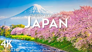 Spring Japan 4K UHD 🌸 Cherry Blossom Japan, Scenic Relaxation Film With Calming Music 🌸