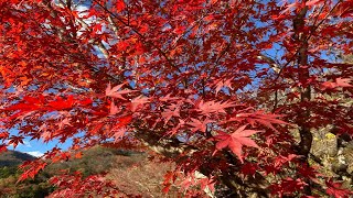 秋が終わる前に紅葉を見に行こう！「丹沢湖」　神奈川県足柄上郡