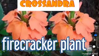 FIRECRACKER PLANT/CROSSANDRA PLANT