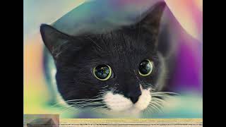 Pixel Counting Sorting visualization on a colorful cat img [900x853]