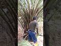 #Short #video #palm #oil #Malaysia #viral #video #Plantation #hard-working