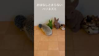 おはなしがとまらないハリネズミ🦔のこまろ🦔☆cute hedgehog☆#shorts