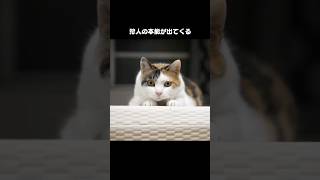 猫のうた「突っ込みたくなる」 #猫 #猫のいる暮らし #ねこうた  #オリジナル曲