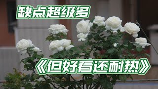 【婚礼之路】我唯一会保留的白色月季品种 没别的 就因为它的耐热是真的