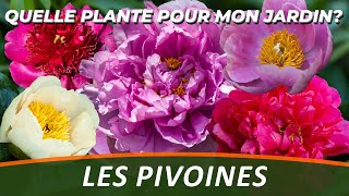 LES PAEONIA ou PIVOINES - Quelle Plante Pour Mon Jardin ?