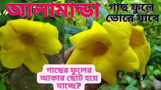 ২ টি সহজ পরিচর্যা করুন | আলামান্ডা গাছের ফুল হবে অনেক বড়ো ।গাছ ফুলে ভোরে যাবে ।