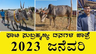 Beginning of Ghati Subramanya cattle fair - January 2023