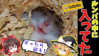 動物のボケてにツッコミ入れてみた〜爆笑アニマル大集合〜#4【ゆっくり】