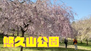 【毎日散歩-悠久山公園】枝垂れ桜/八重桜/姫踊子草/Yukyuzan Park