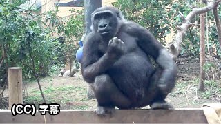 The world's third cutest 6-year-old bounces. Kintaro.｜Momotaro family , Gorilla