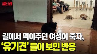 매일 길에서 먹이주던 여성이 죽자 유기견들이 보인 반응 | 감동실화 | 강아지 이야기 |