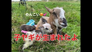 【子ヤギ誕生Day1】子ヤギが生まれました♪