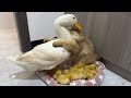 The scene is warm,the cat and the duckling are hugging and chatting!The duck is confused.🤣funny cute