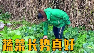 英子带小苹果去摘菜，没想到蔬菜长得这么好，邻居看到也来帮忙！【农村小英子】