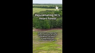 Inside the restoration of KC's Heart Forest, a sanctuary for locals and World Cup visitors