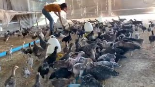 Getting feed of baby chickens ||ការដាក់ចំណីអោយកូនមាន់||