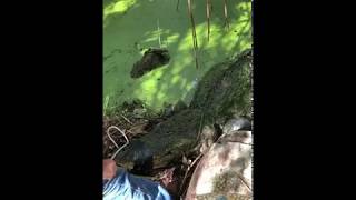 Large alligator captured in Venice