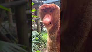 #Changlong proboscis monkey Nakula's call moves #Come to Changlong and let go #ChanglongWildlifeWorl