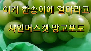 이게 한송이에 얼마라고 샤인머스켓 망고포도