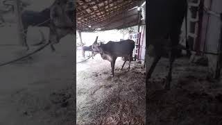 Original Aalambadi bulls/ஆலம்பாடி காளை 🔥🔥🔥🔥(3)