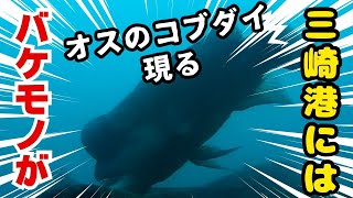 三崎港の岸壁真下は怪物の巣窟でした！超低温冷蔵庫前・水中動画