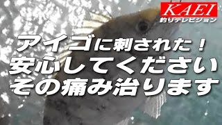 アイゴの毒針に刺された！安心してください!すぐ直りますよ