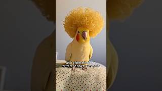 Parakeet abandoned by parents. #shortvideo #animals #healing #birds #parrot #love