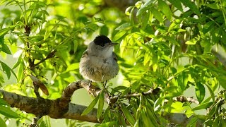 Eurasian blackcap (Sylvia atricapilla) - Male eating Ivy berries ⁴ᵏ ᵁˡᵗʳᵃ ᴴᴰ