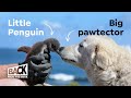 How Dogs Saved the World's Smallest Penguin | Back from the Brink