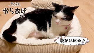 10歳猫の冬支度♪　NEWベッドの寝心地はいかが？