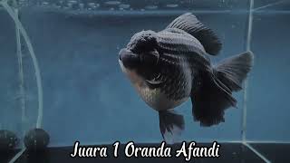 !! First Place on Oranda Goldfish Competition