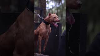 Dangerous pitbull dog status op all dog video #shorts #dangerous #viral