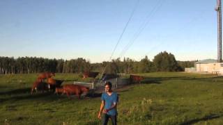 Pak Swiss  (Akbar Ali 17th Batch Our Edmonton Cow Farm  with Subbor Ali)