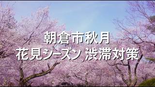 福岡県朝倉市秋月 お花見 渋滞混雑対策 回り道 秋月 杉の馬場の桜並木