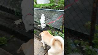 My dog jack meets a found a girl dog friend #dogplaying #viral #jackthedog #ytshorts #trending