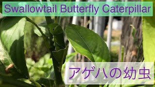 #27アゲハチョウの幼虫！Swallowtail Butterfly Caterpillar!