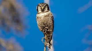 Northern Hawk Owls in Alberta's Rockies