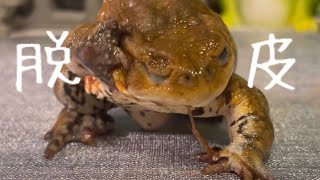 ミヤコヒキガエルの脱皮🐸＆お食事の様子です❤️ The toad shed its skin.