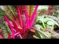 Bright Lights Swiss Chard (AAS Winner): A Stunning 3 Season Leafy Crop  'The Proof is in the Plant'