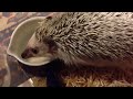 ハリネズミの水飲み