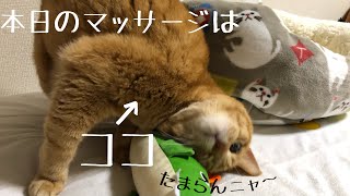 【猫マッサージ】スコ病でお困りの飼い主さんへ　上腕筋