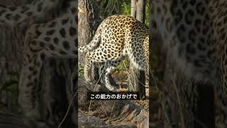 ヒョウの驚くべき能力を大公開！