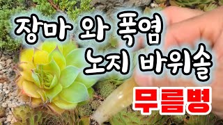 장마 와 폭염 으로 노지 바위솔이 무름병으로 죽는이유