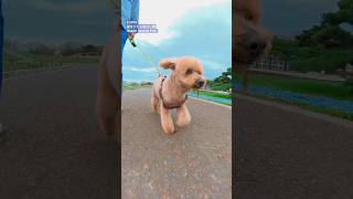 犬とまだ全体的にはネモフィラグリーン　#shorts #dog #insta360 #犬 #シニア犬 #トイプードル #老犬