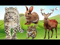 Love Life: Snow Leopard, Deer, Squirrel, Rabbit, Lion, Dog, Cat - Animal Sound