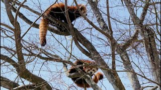 2022.4.24 10:52 釧路市動物園 レッサーパンダ 🌳の上の 双子のリム＆レラ\u0026アスナロ